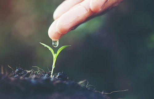 A distinção entre seres orgânicos e inorgânicos e a importância do princípio vital